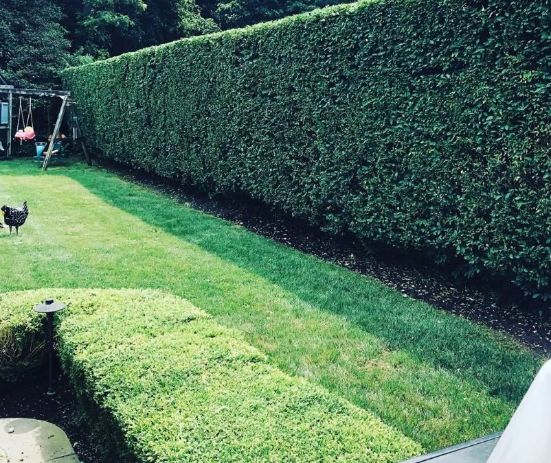 Texture PROFESSIONAL FERTILIZATION FOR A HEALTHY LAWN Walk